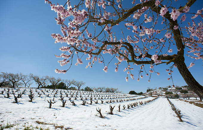 The vineyard in the winter